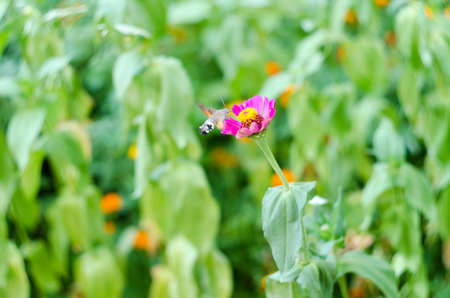 Hummingbird Hawk-moth Macroglossum stellatarum, Little bird pollinating a flowerの写真素材