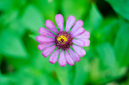 Close up of beautiful purple chrysanthemum flower with green background.の写真素材