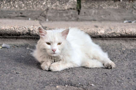 White fluffy cat with green eyes lies on the ground near the stepsの写真素材