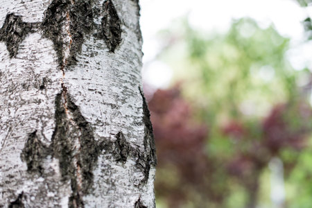 Birch bark close up picture. Birch bark in natural environment. Birch bark in park, beautiful...