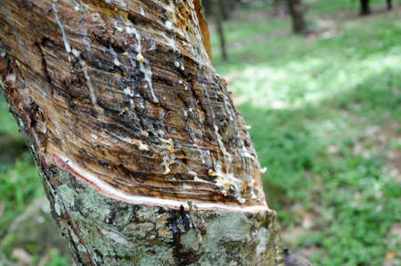 The rubber that come out from tree call Hevea Brasiliensis.の写真素材