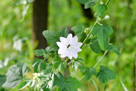spring summer flower and bee. Bee on a flower. Bee on a flower of a white flower.の写真素材