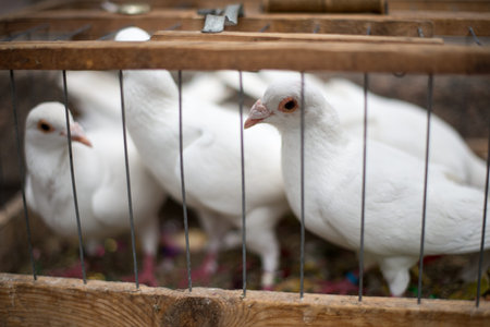 White doves for a wedding in a birdcage, white bird in a cage