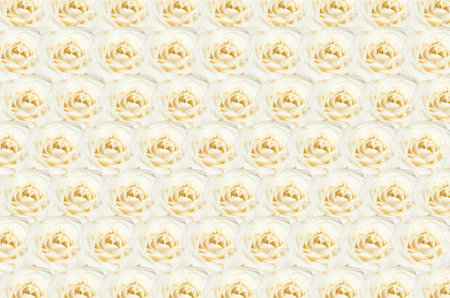 Cream roses for the background. Many roses as a floral background.の写真素材