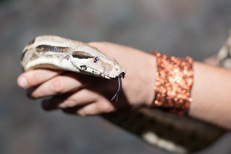 Boa snake in the hand human, with tongue hanging out