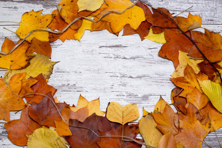 Colorful and bright background from a circle of autumn leaves, on a shabby white wooden background....