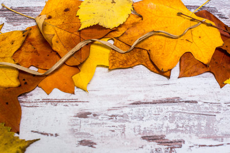 Colorful and bright background, autumn leaves, on a shabby white wooden background. Autumn concept.