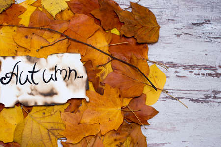 Colorful and bright background of fallen autumn leaves. the inscription is the autumn on parchment. Autumn concept. with space for textの写真素材