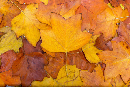 Colorful and bright background made of fallen autumn leaves. Autumn concept.