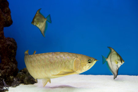 Arowana in aquarium, this is a favorite fish with long body, beautiful dragon shape colorful for...