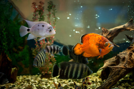 Aquarium fish Cichlasoma synspilum, Astronotus, piranha, Tilapia buttikoferi, Cyphotilapia frontosa.の写真素材