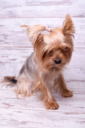 Dog breed Yorkshire terrier on a white wooden background. A small dogの写真素材