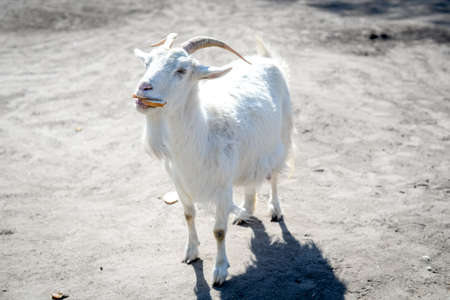 White goat is very cute. eats breadの写真素材