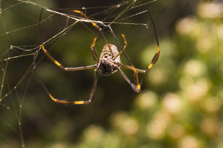 Golden orb Spider hanging on webの写真素材