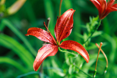 Red lilyの写真素材