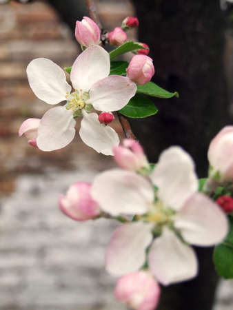 Apple blossom in full bloom in my gardenの写真素材