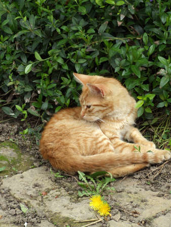 Yellow kitten is resting on the first spring sunの写真素材