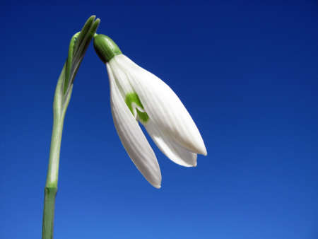 White snowdrop flower on a blue backgroundの写真素材