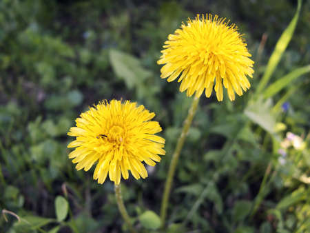 Two dandelion flower in the meadow of Vojvodina, Serbiaの写真素材