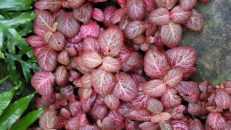 Rich Pink Leaves In Bloomの写真素材