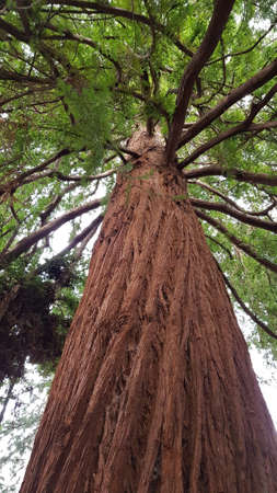 The Giant Red Woodの写真素材