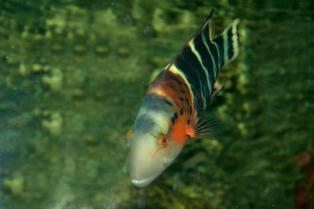 Fishes