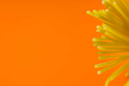 long yellow spaghetti pasta on orange background. Yellow Italian pasta. Italian food and kitchen concept. copy spaceの写真素材