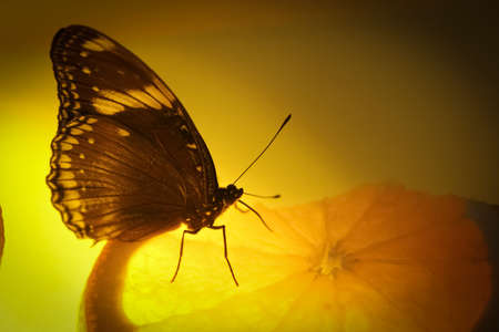 black butterfly drinks juice from sliced orange. close up view. postcard concept. High quality photoの写真素材