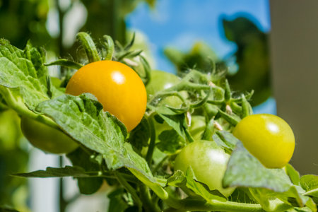 young cherry tomato seedling on window close up. High quality photoの写真素材