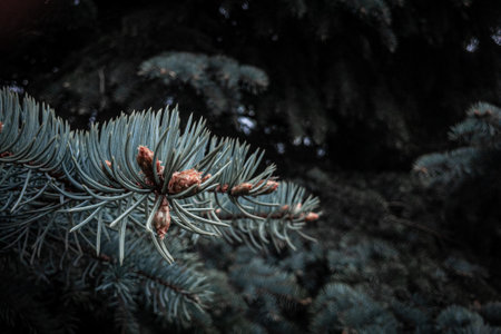 blue spruce needles on branch with young cones. selected focus. toned. High quality photoの写真素材