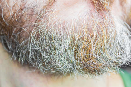 Close up picture of senior mans beard with grey hairs on chinの写真素材