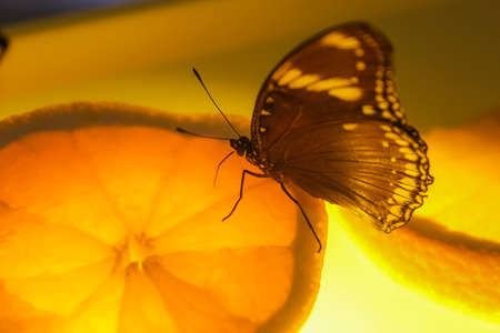 black butterfly drinks juice from sliced orange. close up view. postcard concept. High quality photoの写真素材