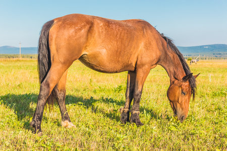 Beautiful red horse eating grass in summer field with youngの写真素材
