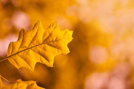yellow autumn leaf of a tree on blurred backgroundの写真素材