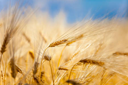 yellow ear of wheat on the fieldの写真素材