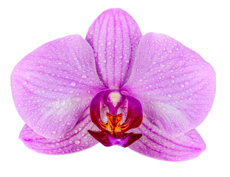 Orchid flower with water drops isolated. png transparentの写真素材
