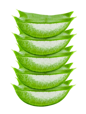 Green plant aloe vera isolated for body care. medicine concept png transparentの写真素材