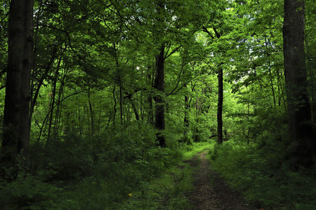 The forest road, green trees, wild nature, beautiful view, live nature summer landscape