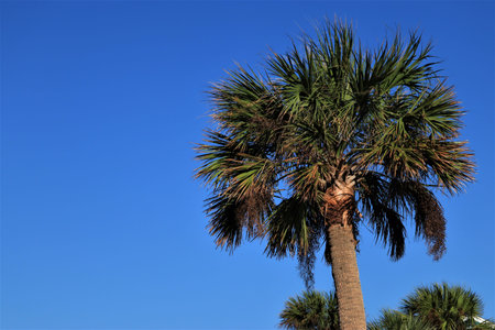 Beautiful and lush green palm trees under blue skyの写真素材