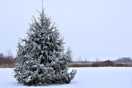 A beautiful lonely spruce, covered with snow, around it on the ground there is pure white snow. Good...