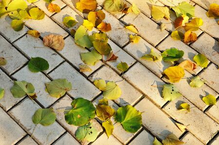 Fallen autumn leaves over stone pathの写真素材