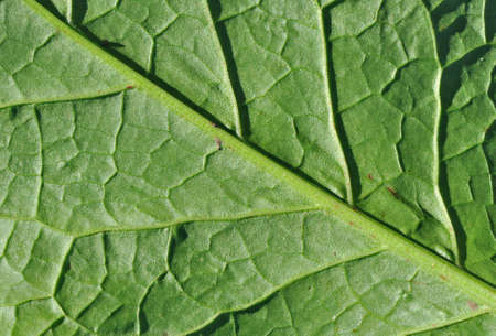 Green leaf macro shot backgroundの写真素材