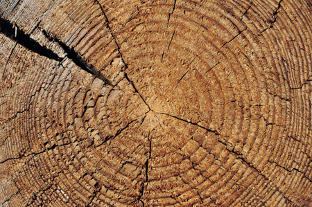Rough obsolete wooden cut texture with tree rings and cracks