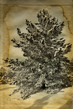 Vintage retro style winter christmas old photoの写真素材