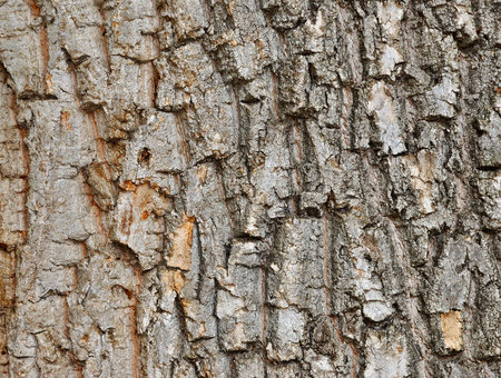 Rough cracked textured oak bark background closeup