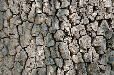 Rough cracked textured oak bark background closeup