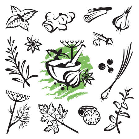 set of different herbs and spicesのイラスト素材