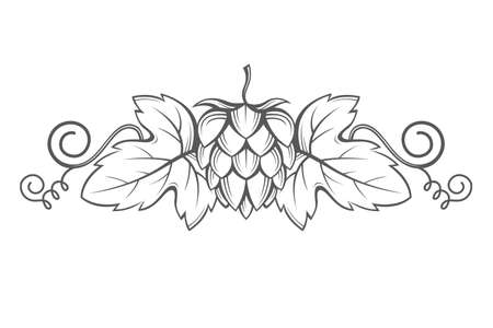 illustration of hops for brewingのイラスト素材