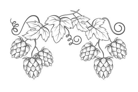 illustration of hops for brewingのイラスト素材