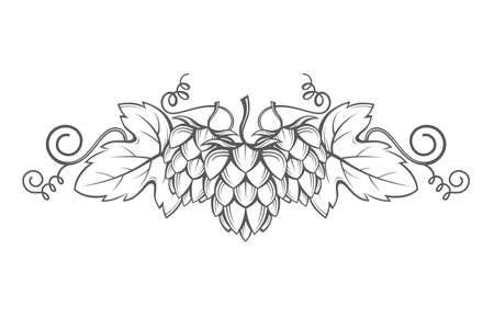 illustration of hops for brewingのイラスト素材